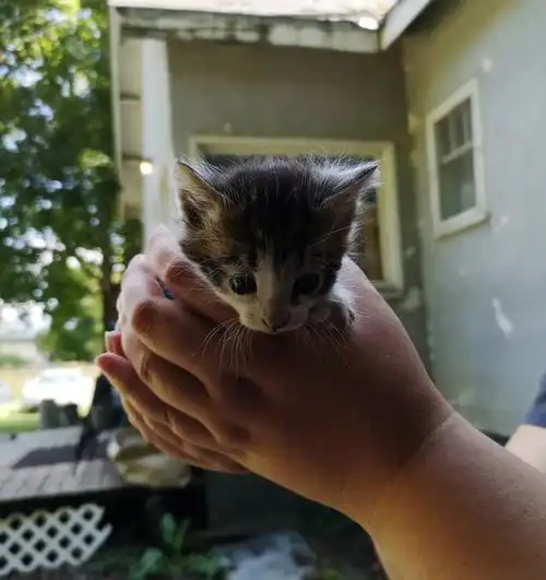 女孩捡到4只小奶猫,十天后又寻找到了猫妈,只为让它们再次团聚