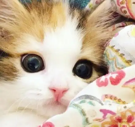 陪着小奶猫卖萌,满满都是爱,主人高兴坏了