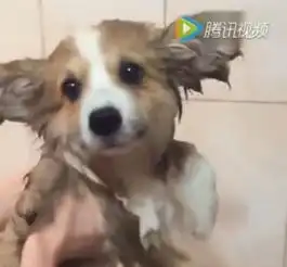柯基湿身颜值这么高,把它拿离水面还在游泳,萌翻了