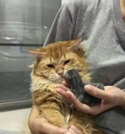 主人将小奶猫给橘猫,但它用表情告诉主人隔壁老王的,快点拿开