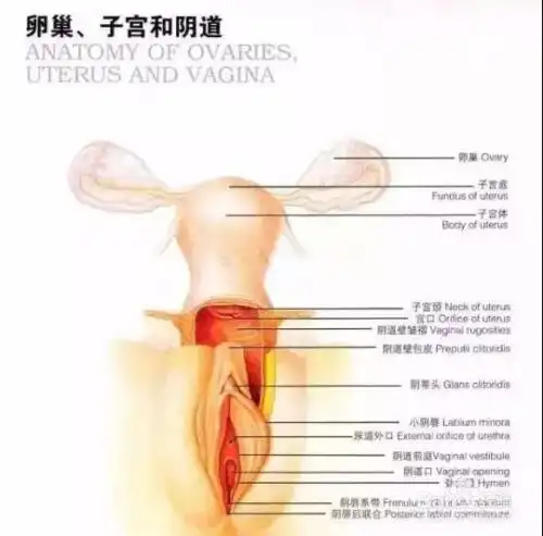 女人私密保养比刷牙洗脸还重要
