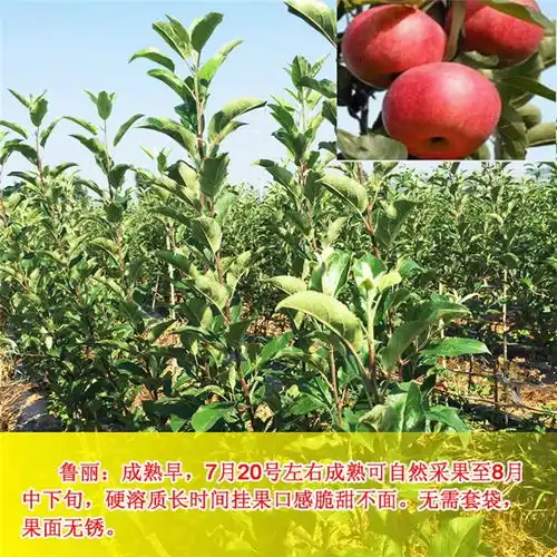 苹果苗基地烟富3苹果苗基地山东一滕田园美科技高清图片高清大图