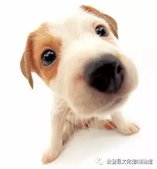 狗年的传说