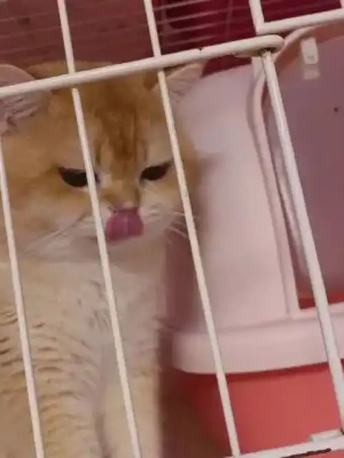 激萌动物家养宠物英国短毛猫人宠互动小奶猫爆笑动物