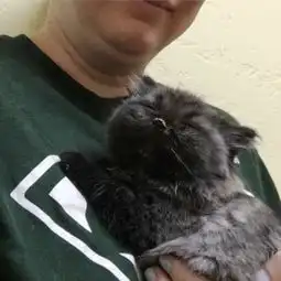 女子捡回小奶猫,发现和普通猫不一样,检查后才知得了这种罕见病