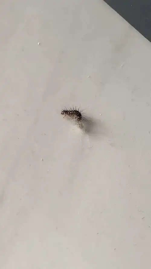 请问这是什么虫像蜈蚣一样但是是蠕动的