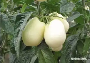 奇葩水果top10你敢下口吗涨姿势