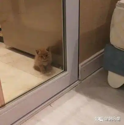 小奶猫轻轻敲响女孩家的门,一脸呆萌求收养,几天后女孩崩溃了