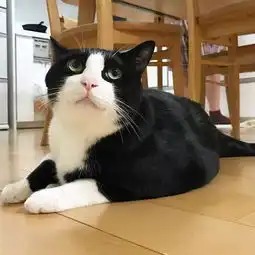 不是晒命,养一只粘人的猫真的不好
