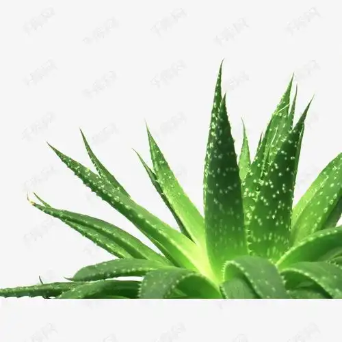 绿色植物素材图片免费下载高清效果元素png千库网图片编号3050037