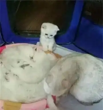 猫窝被兄弟姐妹全部占领,独剩一只小奶猫无助求妈妈,真的萌哭了