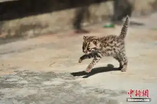 云南野生动物园收容救助小豹猫呆萌惹人爱
