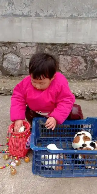 孩子也很喜欢小动物,呆萌呆萌的豚鼠超可爱