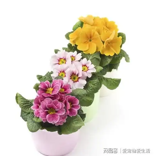 百看不厌的报春花,花期绚丽多彩