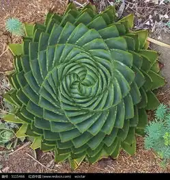 多肉植物的图片免费下载红动网