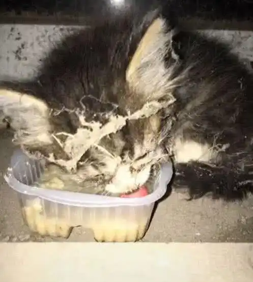 捡到一只小奶猫,看其可怜带回家养,闺蜜过来一看两眼放光