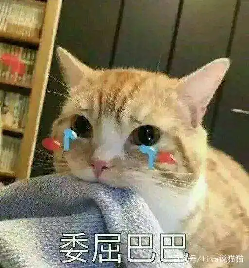 华懋宠物医院马上要带回家的小奶猫长了猫藓怎么办呢
