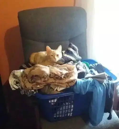 确认过眼神,你就是我的猫