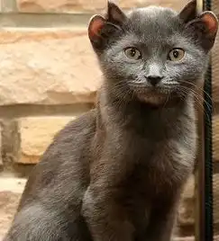 猫咪长了4只耳朵,被主人抛弃,新主人却因猫咪的耳朵爱上它