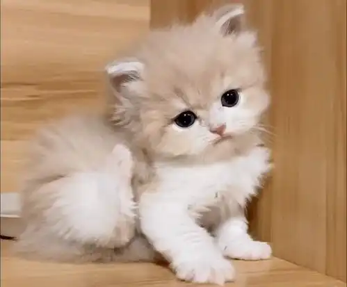 小奶猫成长日记