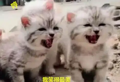 给小奶猫照相,岂料一个比一个会卖萌,主人直呼血槽已空