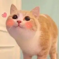 养猫之前,你真的做好准备了吗