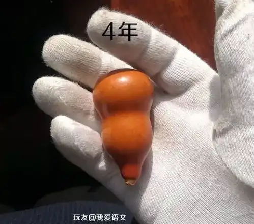 夏天最适合盘葫芦皮实