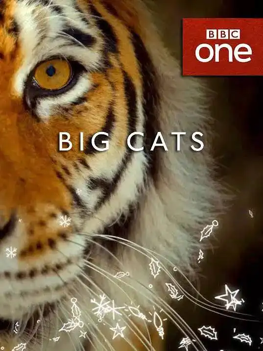bbc又出神作,让你一口气吸够40种猫
