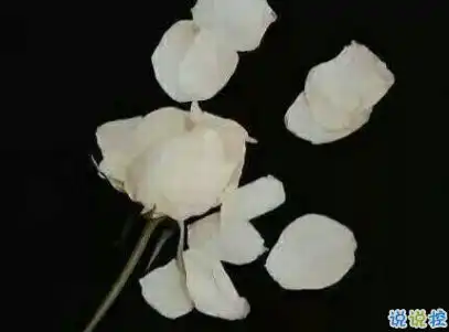女生qq伤感说说配图相遇之后是离别与错过