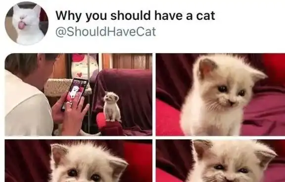 小奶猫有多爱卖萌,铲屎官干啥啥不行,撒娇第一名