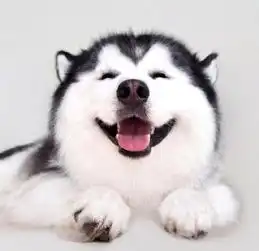 来,看看鼻纹,我就知道你是谁家的狗狗