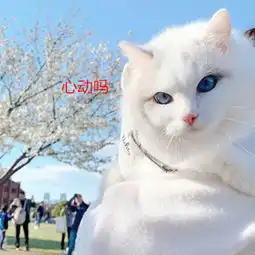 带猫咪去看樱花,引得路人围观糟糕,是心动的感觉