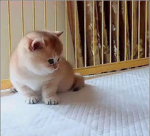 小奶猫正在卖萌,主人说它不够可爱,随后一幕瞬间萌翻了