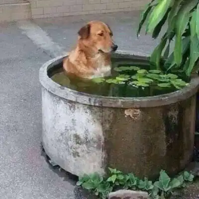 沙雕动物头像图片狗和猫沙雕头像