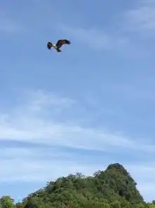 蓝天白云沙滩大海,在美丽兰卡威做一只老鹰