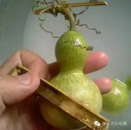 文玩葫芦打皮是干啥的,直播葫芦去皮全过程
