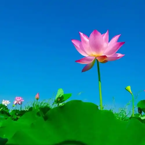 恭喜4生肖,8月份姻缘灿烂,良缘到来,真爱在身边,别错过