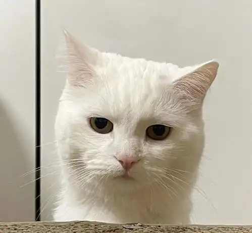 养一只天天嫌弃自己的猫是什么体验铲屎官挺享受的