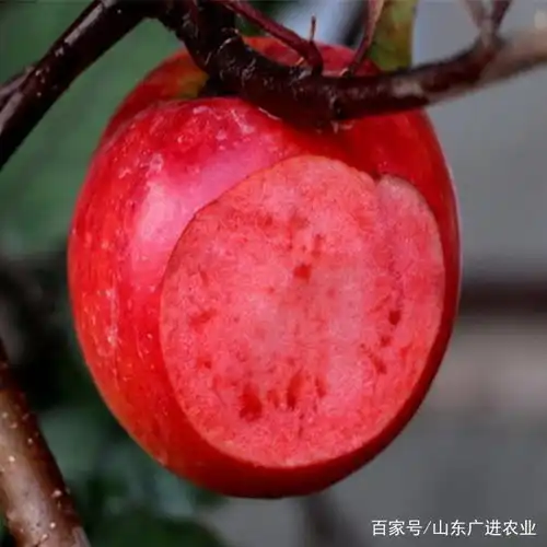 红肉苹果苗基地栽培要点,切勿盲目跟风