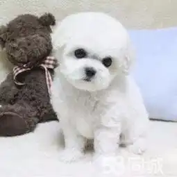 图超萌棉花糖比熊宝宝身体特别好超级活泼成都宠物狗