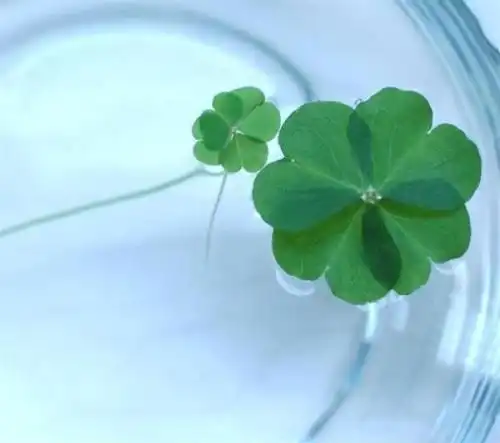 lucky幸运草头像锦鲤附体
