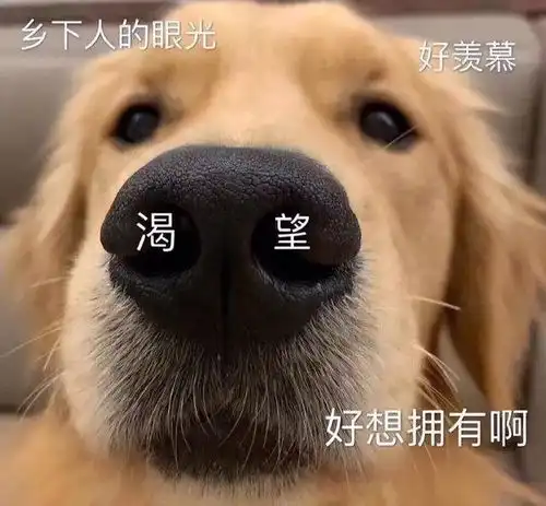 寿命不长的狗,大多有这些坏习惯,主人赶紧帮它改正
