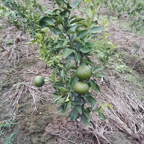 此果树立秋不种太吃亏了摘了果子就砍掉了,来年还是果实累累