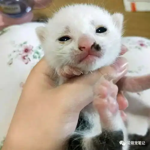 女孩带着小奶猫去认妈,猫妈看了一眼就接受了,网友确认过眼神