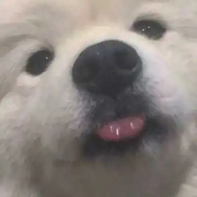 逗比超丑超诙谐的恋人头像