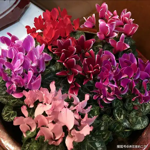 5种昂贵年宵花,现在入手最省钱,避开春节大涨价