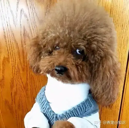 泰迪犬有这六个表现,说明它恨上你了