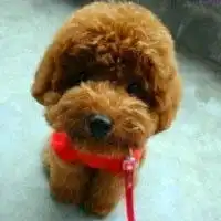 超萌超可爱的萌宠泰迪狗微信头像图片大全