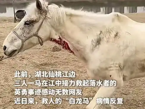 痛心救人的白龙马死亡,内蒙网友透露救命方法,依立拜回应了