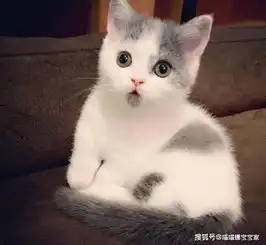 这些星座女不喜欢成熟稳重的男人,喜欢呆萌可爱的小奶狗